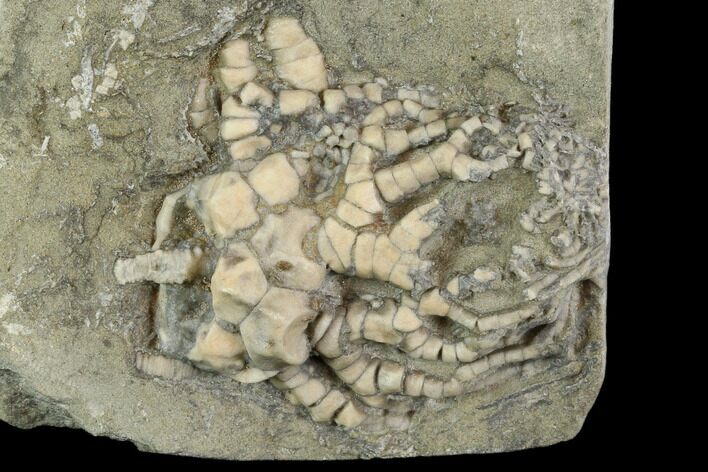 Two Fossil Crinoids (Cyathocrinites And Scytalocrinus) - Illinois #118907
